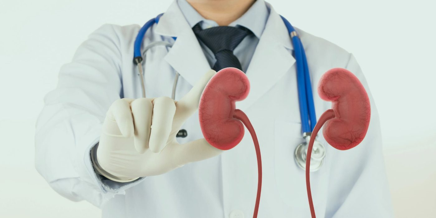 doctor-check-3d-kidney-urology